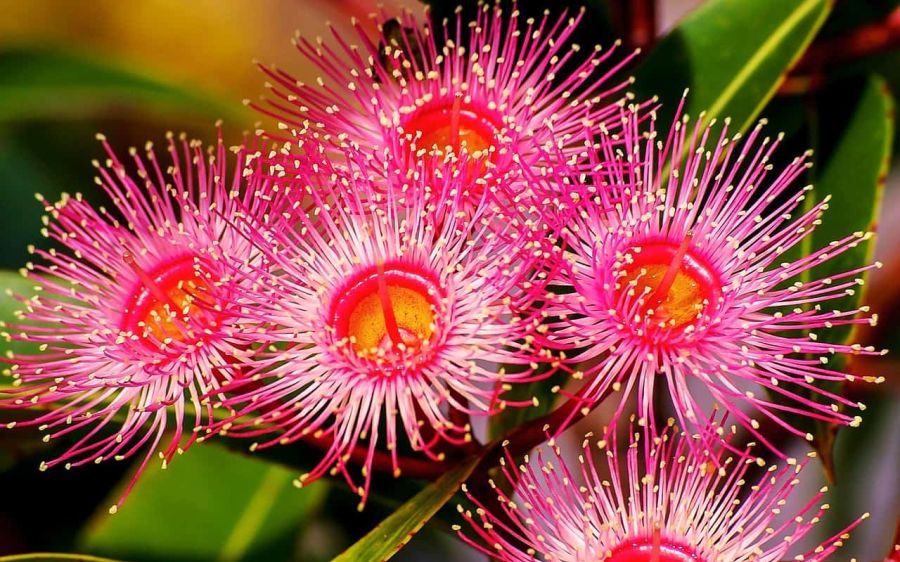 Australian native flowers